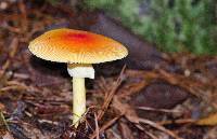 Amanita jacksonii image