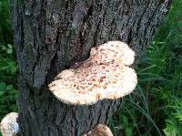 Polyporus squamosus image