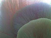 Pleurotus ostreatus image