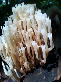 Artomyces pyxidatus image