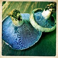 Lactarius indigo image