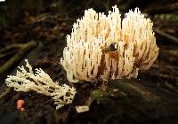 Artomyces pyxidatus image