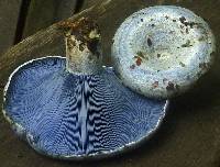 Lactarius indigo image