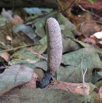 Xylaria longipes image