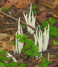 Clavaria fragilis image