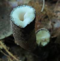 Xylaria longipes image