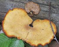 Image of Polyporus varius