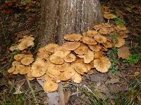 Armillaria tabescens image