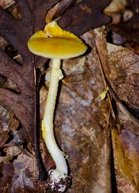 Amanita flavoconia image