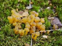 Leotia lubrica image