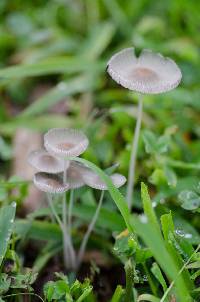 Parasola plicatilis image