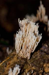 Artomyces pyxidatus image