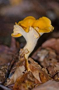 Cantharellus lateritius image