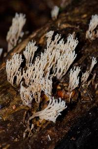 Artomyces pyxidatus image