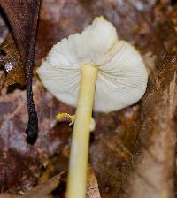 Amanita flavoconia image