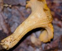 Cantharellus lateritius image