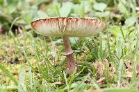 Leucoagaricus americanus image