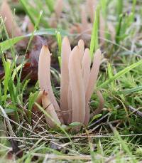 Clavaria fumosa image