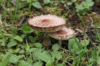 Leucoagaricus americanus image