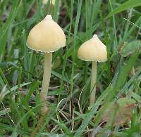 Entoloma murrayi image