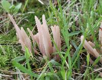 Clavaria fumosa image