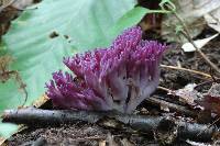 Clavaria zollingeri image