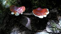 Ganoderma lucidum image