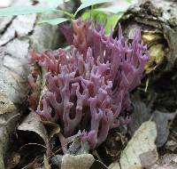 Clavaria zollingeri image