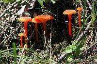 Hygrocybe cantharellus image