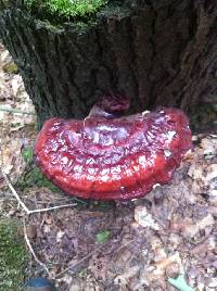 Ganoderma tsugae image
