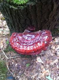 Ganoderma tsugae image