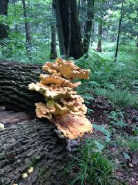 Laetiporus sulphureus image