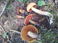 Boletus subvelutipes image