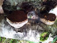 Fomes fomentarius image