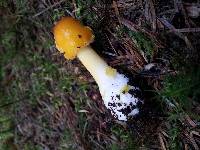 Amanita flavoconia image