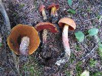 Boletus subvelutipes image