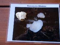 Tyromyces chioneus image