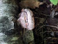 Fomes fomentarius image