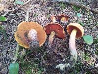 Boletus subvelutipes image