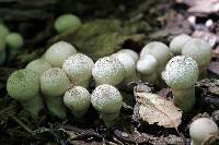 Lycoperdon perlatum image