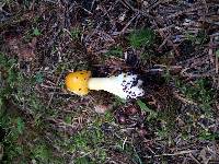 Amanita flavoconia image