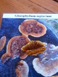 Gloeophyllum sepiarium image