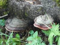 Fomitopsis pinicola image