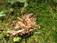 Clavaria fumosa image