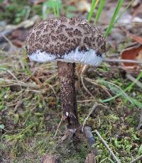 Strobilomyces strobilaceus image