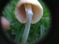 Conocybe apala image