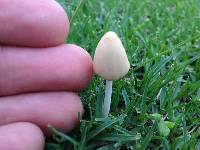 Conocybe apala image