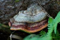 Fomitopsis pinicola image