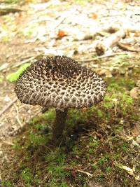 Strobilomyces strobilaceus image