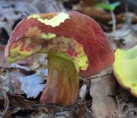 Boletochaete bicolor image